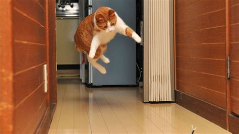 Can Excel Pull Data from a Website? And Why Do Cats Always Land on Their Feet?