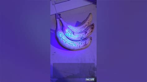 What is a Lightbox on a Website? And Why Do Bananas Glow in the Dark?